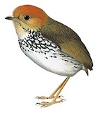 Scallop-breasted Antpitta Illustration