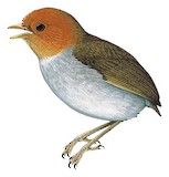 Hooded Antpitta Illustration