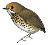 Ochre-fronted Antpitta Illustration