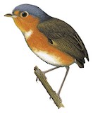 Sucre Antpitta Illustration