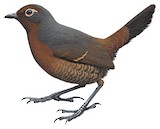 Chestnut-throated Huet-huet Illustration