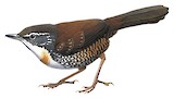 Rusty-belted Tapaculo Illustration