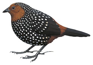 Acropternis orthonyx infuscatus