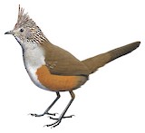 Crested Gallito Illustration