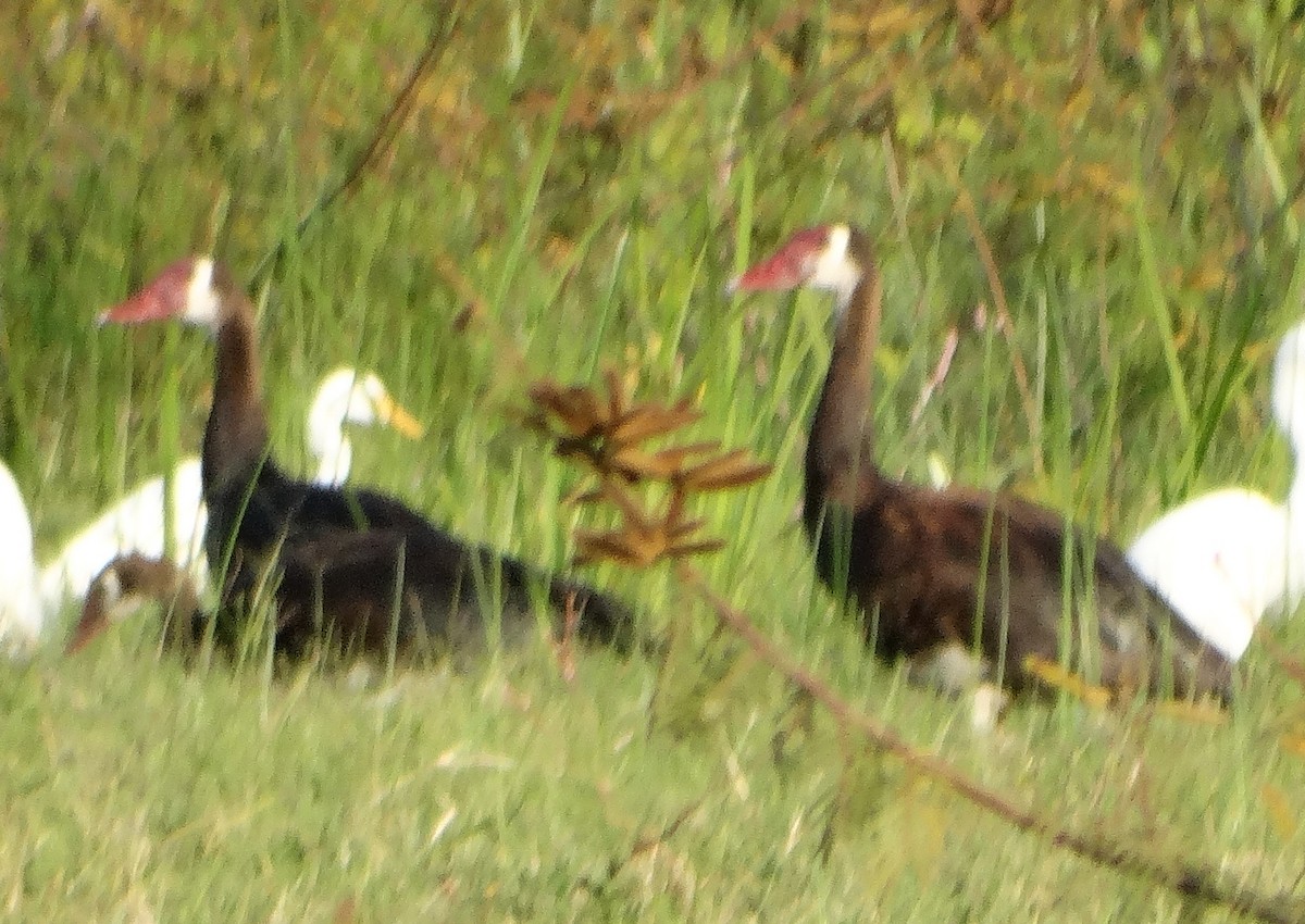 Spur-winged Goose - ML153419021