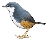 White-breasted Tapaculo Illustration