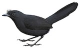 Stresemann's Bristlefront Illustration