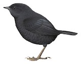 Blackish Tapaculo Illustration