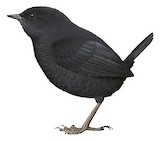 Junin Tapaculo Illustration