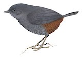 Trilling Tapaculo Illustration