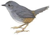 Rock Tapaculo Illustration