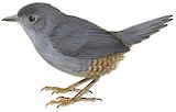 Diamantina Tapaculo Illustration