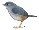 Brasilia Tapaculo Illustration