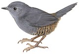 Planalto Tapaculo Illustration