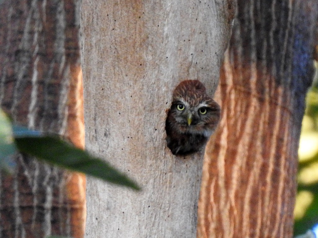 Ferruginous Pygmy-Owl - Richard Garrigues