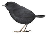 Large-footed Tapaculo Illustration