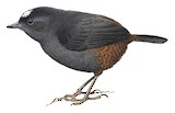 Bolivian Tapaculo Illustration