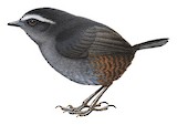 Silvery-fronted Tapaculo Illustration