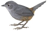 Magdalena Tapaculo Illustration