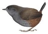 Narino Tapaculo Illustration