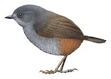 Merida Tapaculo Illustration