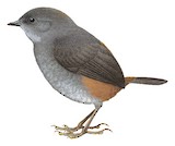 Perija Tapaculo Illustration