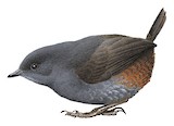 Spillmann's Tapaculo Illustration