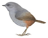 Chusquea Tapaculo Illustration