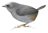 Magellanic Tapaculo Illustration