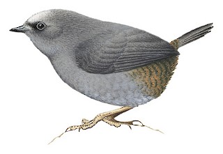 Magellanic Tapaculo