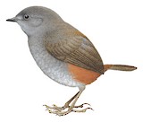 Pale-bellied Tapaculo Illustration