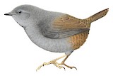 Neblina Tapaculo Illustration