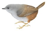 Ancash Tapaculo Illustration