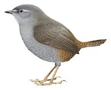 Puna Tapaculo Illustration