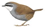 White-browed Tapaculo Illustration