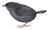 Dusky Tapaculo Illustration