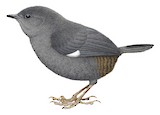 Loja Tapaculo Illustration