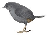 Paramo Tapaculo Illustration