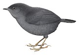 Paramillo Tapaculo Illustration