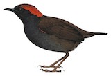 Rufous-capped Antthrush Illustration