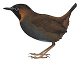 Mayan Antthrush Illustration