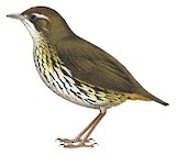 Short-tailed Antthrush Illustration