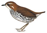 Striated Antthrush Illustration