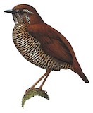 Barred Antthrush Illustration