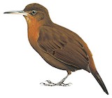 Tawny-throated Leaftosser Illustration