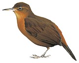 Short-billed Leaftosser Illustration