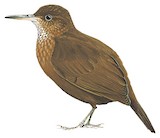 Scaly-throated Leaftosser Illustration