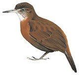 Rufous-breasted Leaftosser Illustration