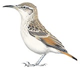 Thick-billed Miner Illustration