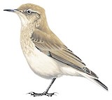 Short-billed Miner Illustration